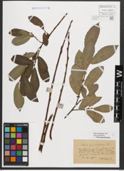 Foto von Salix appendiculata Vill.